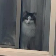 シオン(セール中)の画像