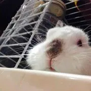 あこりんの画像
