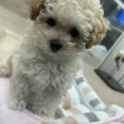ミミシュしゅの画像