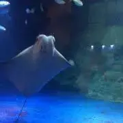 めんちょこ♡