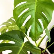 SRiLの画像
