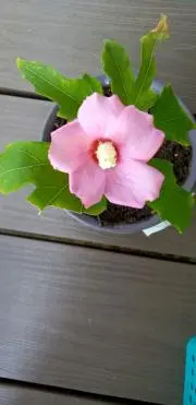 ケティー