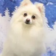 ミー
