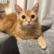 ミックス