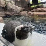 ペンの画像