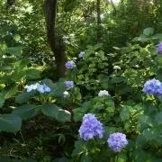 あむの画像
