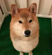 ゆずしばの画像