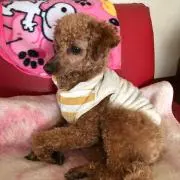 にゃんきち