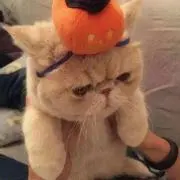 PANDORAの画像