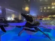 すみの画像