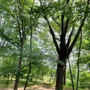 わかめの画像