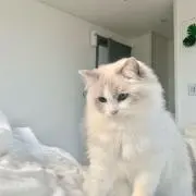 りんの画像