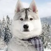 ラッキーの画像
