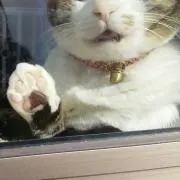 猫村