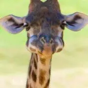 きりんボ