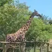 m. ¨̮