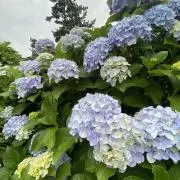 みその画像
