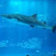 61の画像