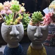 りんりんの画像