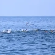 あぺ