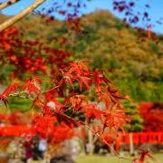 Image of SAN..