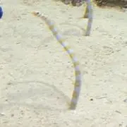 ちん☆あなごの画像