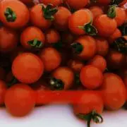 TOMATO