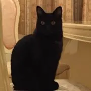 ねこままの画像
