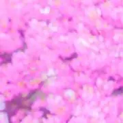 黒子の画像