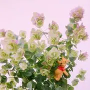 シフォンケーキの画像