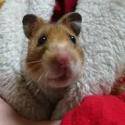 松の画像