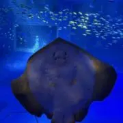 のばてんの画像