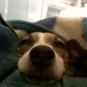 にゃんまま