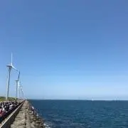 樫木の画像
