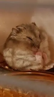 hamukatuの画像