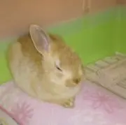 RPNの画像