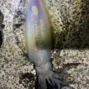 ガブとノアの画像