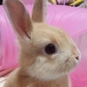 ぷりん(プロフ必読お願いします✩)の画像