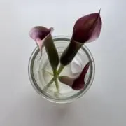 Keiの画像