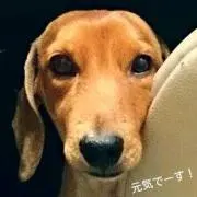 Genkiの画像