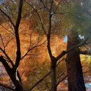 comomoの画像