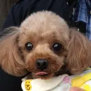 うりぴの