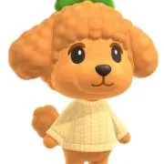 Y