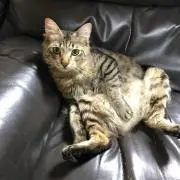 スイカの御曹司