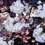 cherry blossom