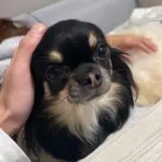 ポメの画像