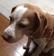 れもっち