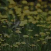 ひぃちゃん