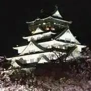つぴの画像