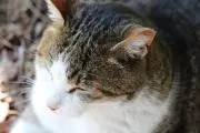 NEKOの画像
